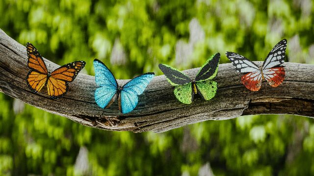Four butterflies